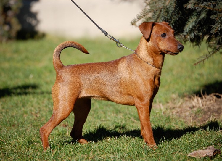 Цвергпинчер гладкошерстный