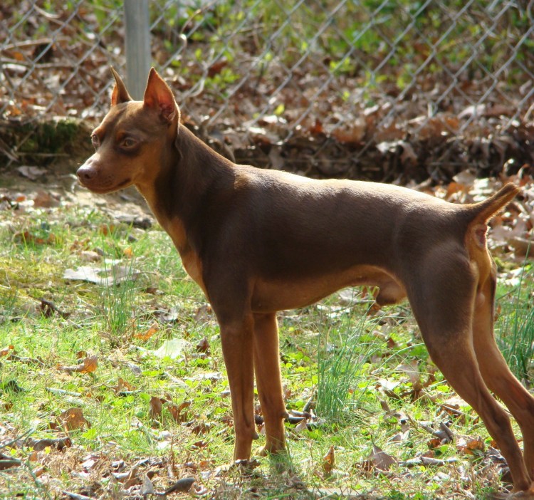 Доберман-пинчер карликовый
