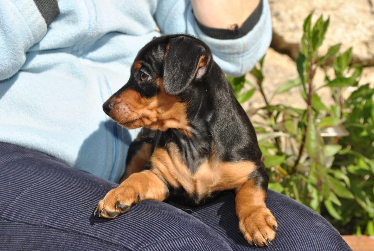 Пинчер карликовый гладкошерстный