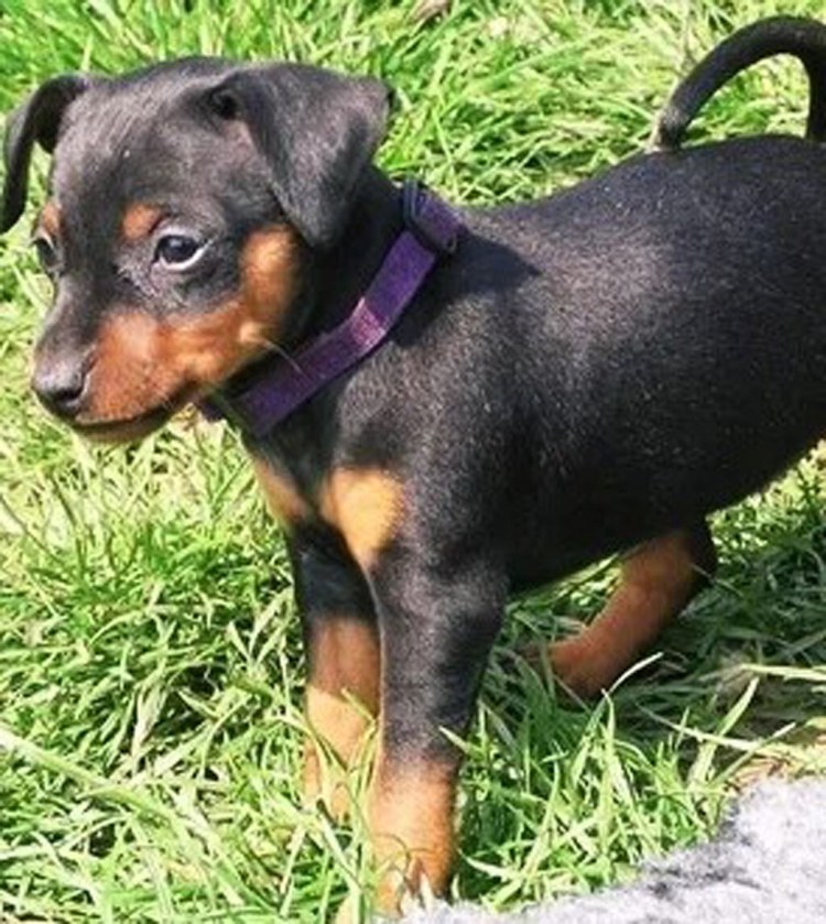 Пинчер карликовый гладкошерстный черный