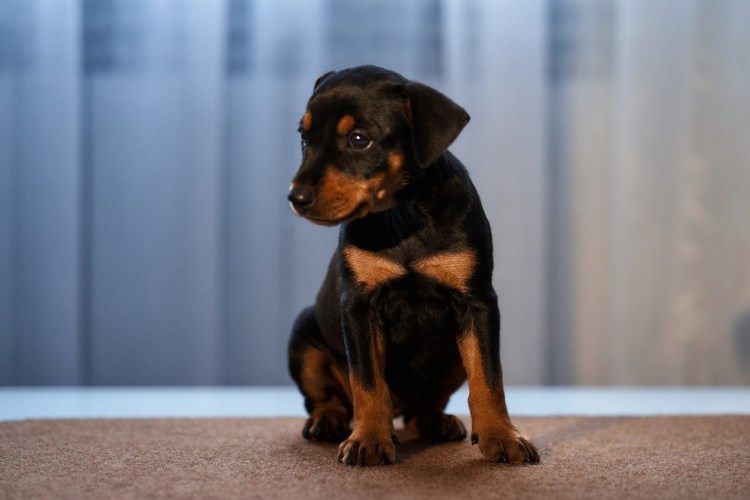 Ирландский пинчер