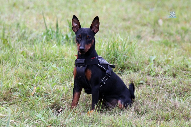 Цвергпинчер Юки