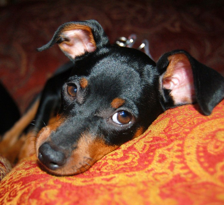 Карликовый японский пинчер фото