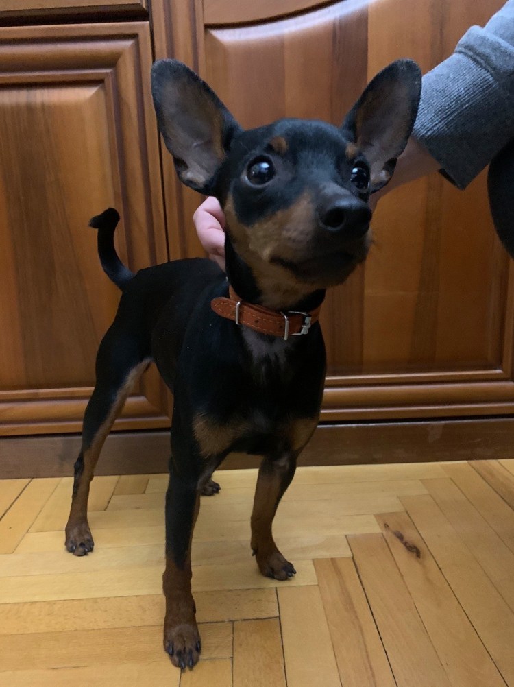 Карликовый пинчер