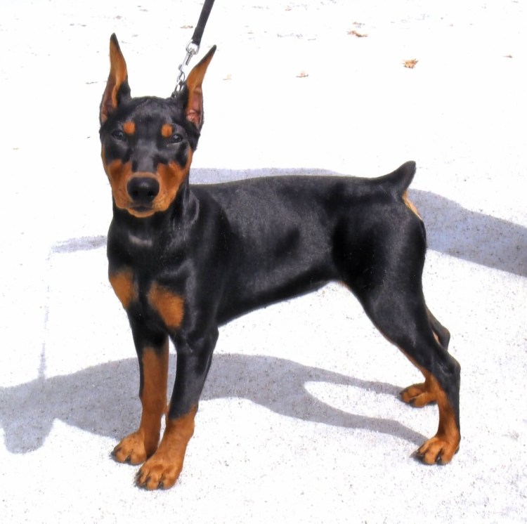 Пинчер терьер карликовый