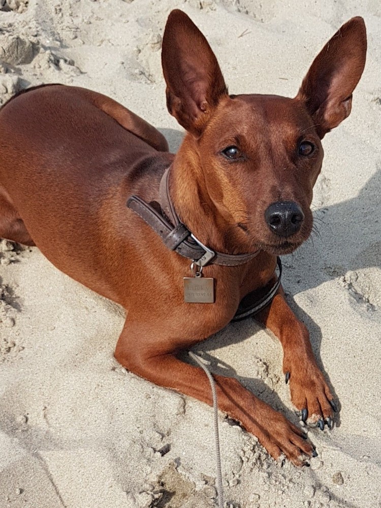 Пинчер карликовый гладкошерстный