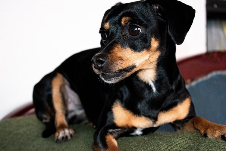 Пинчер Арлекин фото