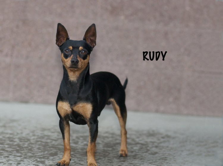 Пинчер домосер