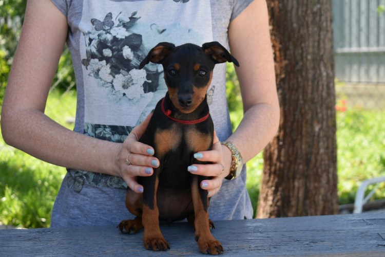 Карликовый пинчер и Бигль