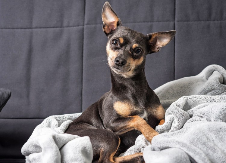 Карликовый пинчер породы собак