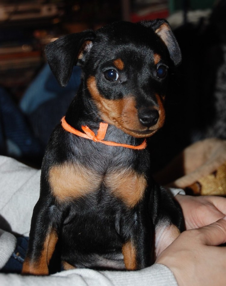 Пинчер карликовый гладкошерстный