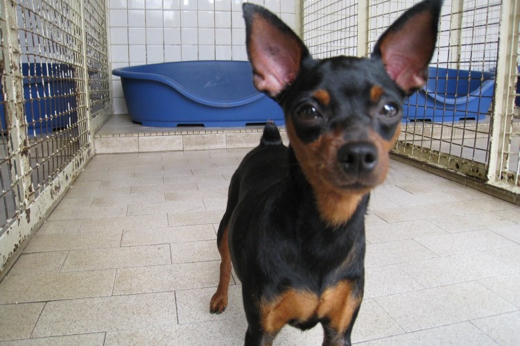 Королевский карликовый пинчер