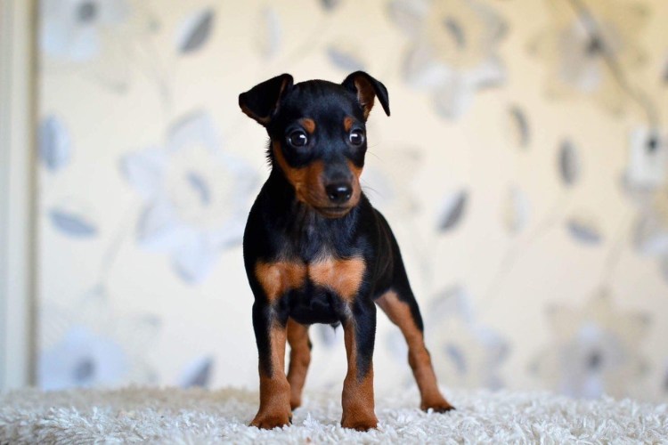 Карликовый пинчер