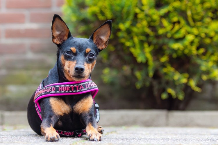 Цвергпинчер порода Продолжительность жизни