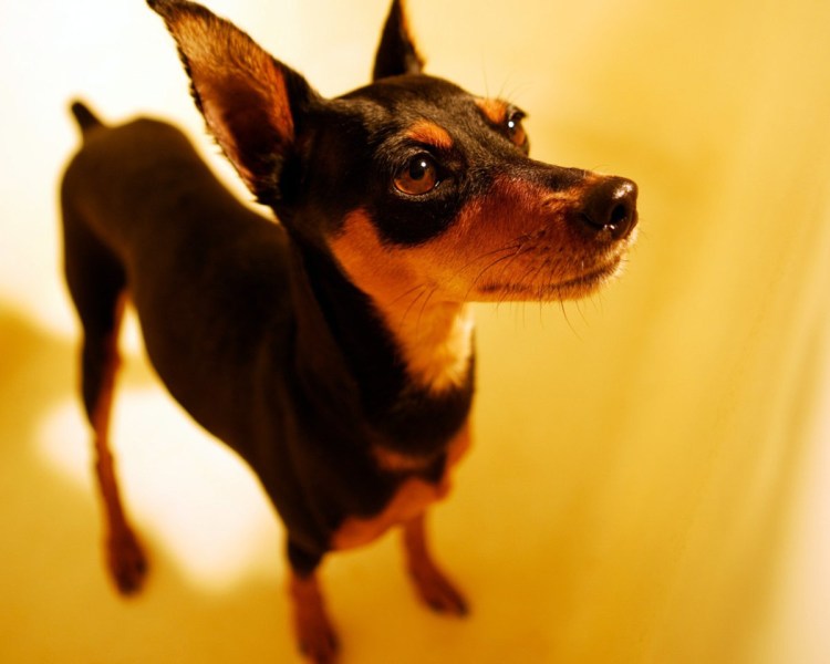 Немецкий той терьер