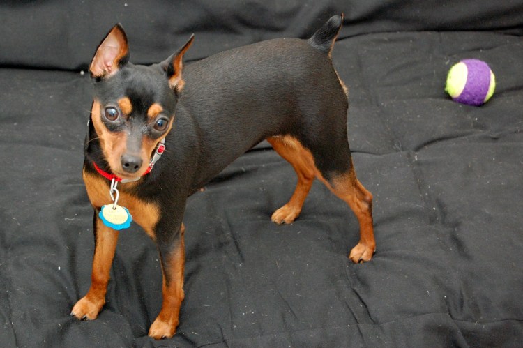 Доберман-пинчер карликовый