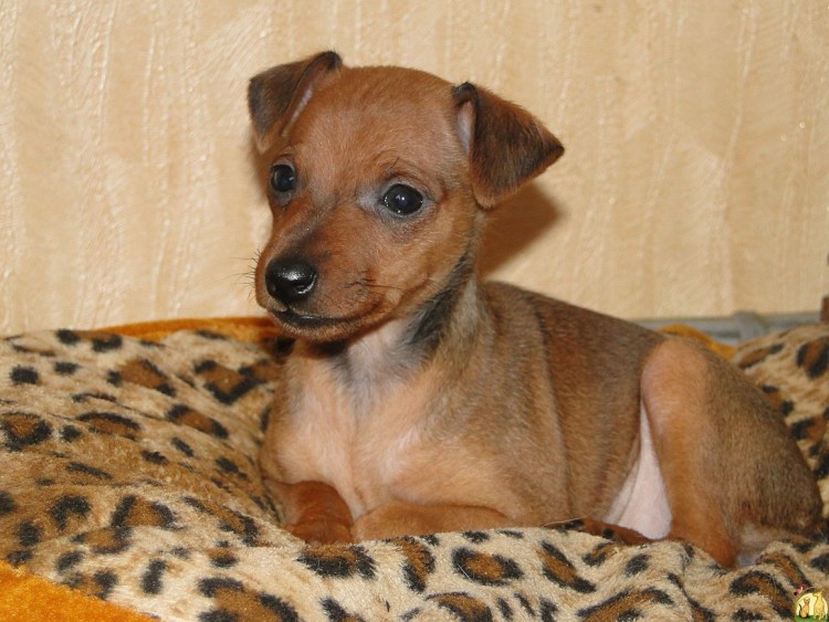 Пинчер карликовый гладкошерстный маленький