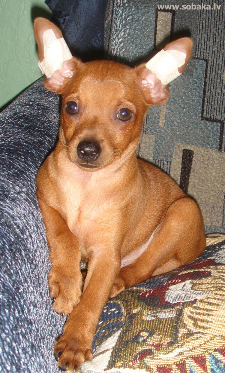 Пинчер карликовый гладкошерстный