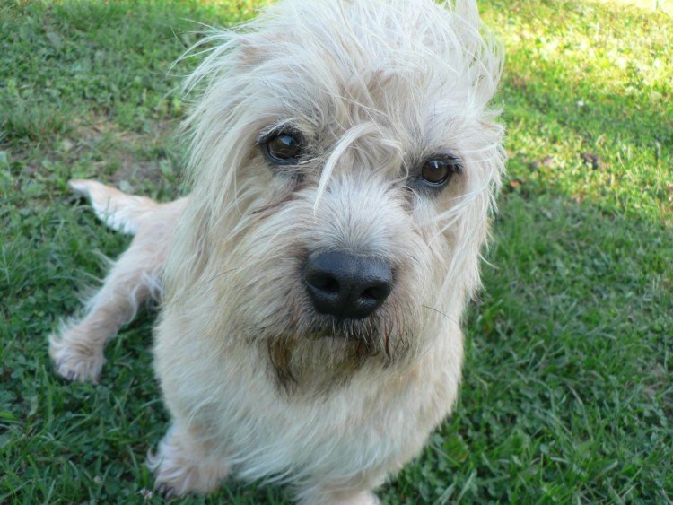 Динмонт терьер