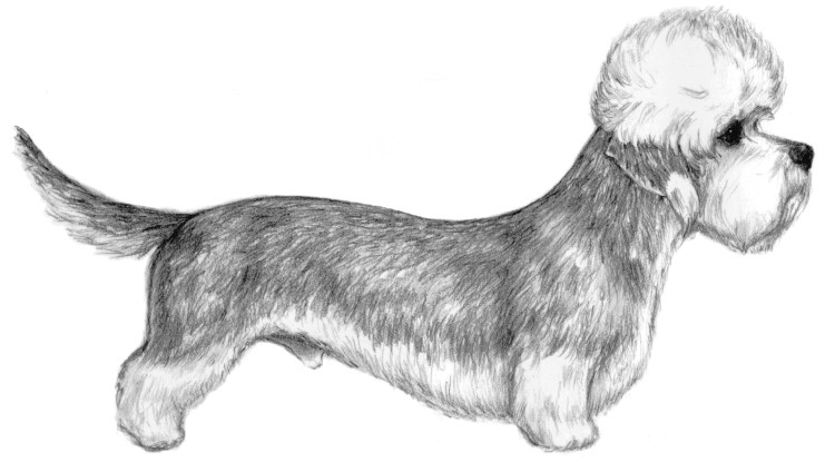 Денди Даймонд терьер дружит с таксой?