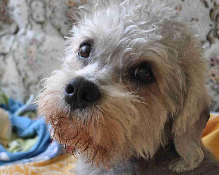 Денди динмонт