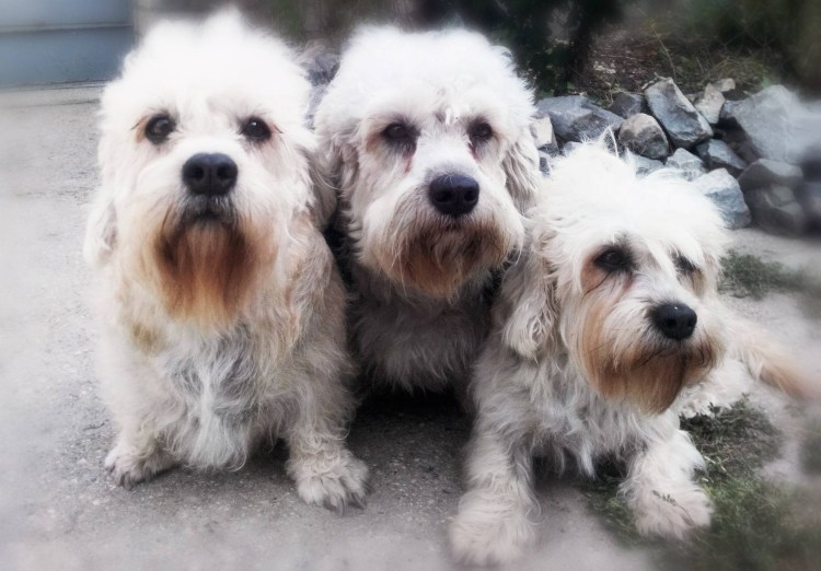 Аниме собаки