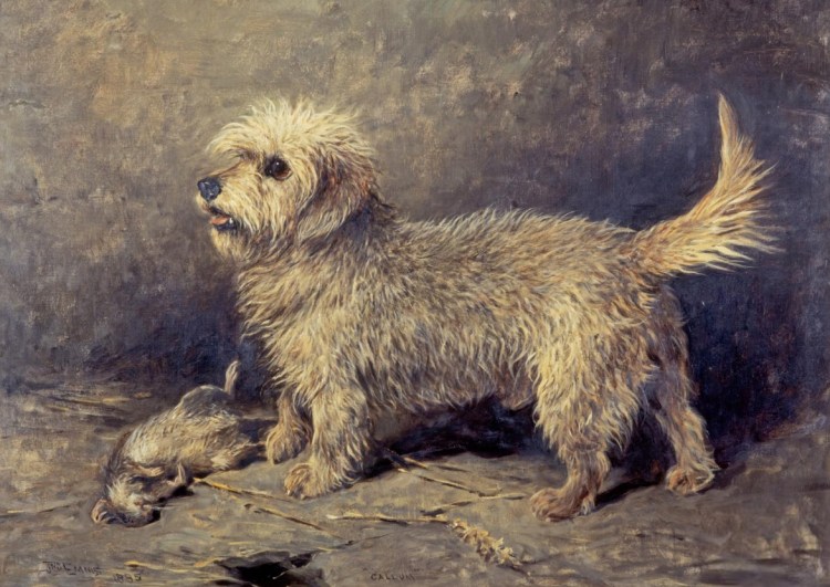 Денди Даймонд терьер