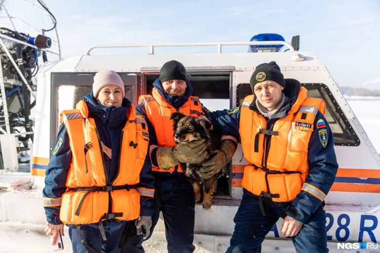 The Dog collection Денди динмонт терьер