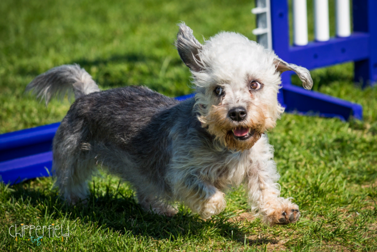 Питомник Денди динмонт терьер