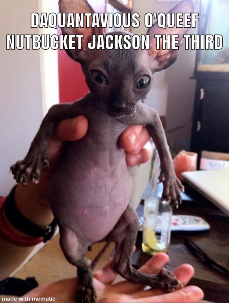 Лысая кошка смешная