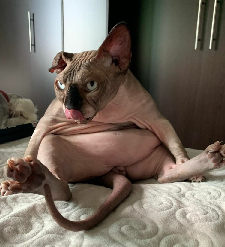 Сфинкс кошка смешные