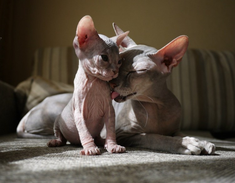 Лысые кошки сфинкс