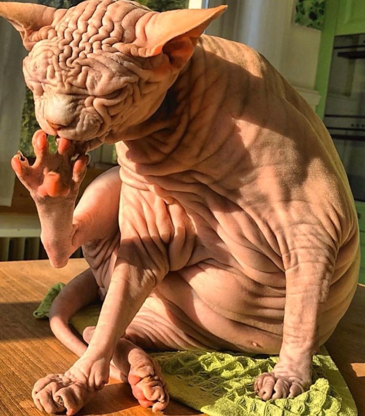 Морщинистый канадский сфинкс