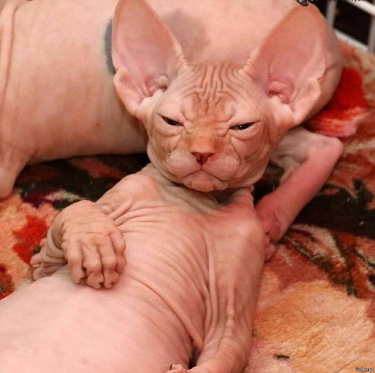 Смешные лысые коты