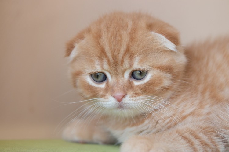 Рыжий шотландский вислоухий котенок