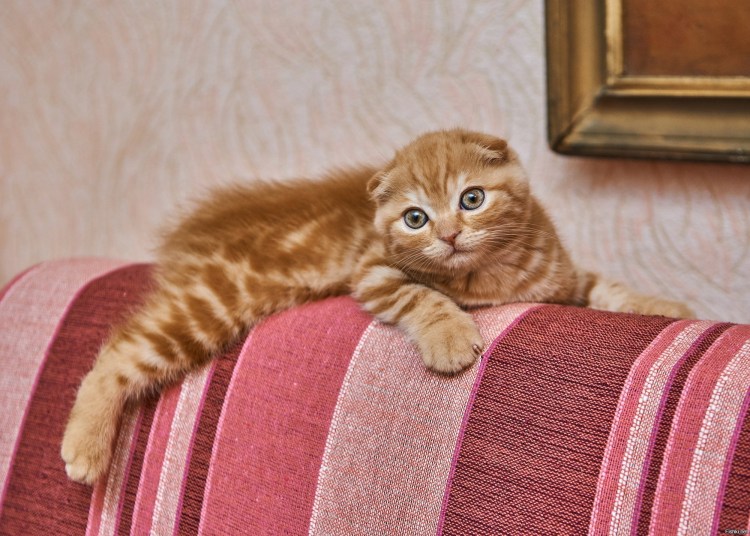 Шотландская вислоухая кошка рыжая