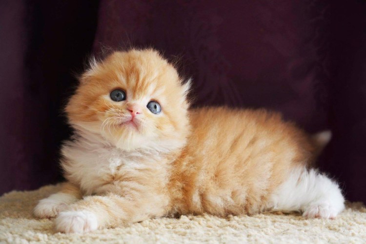 Рыжий шотландский вислоухий котенок