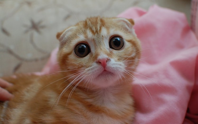 Британский вислоухий кот рыжий