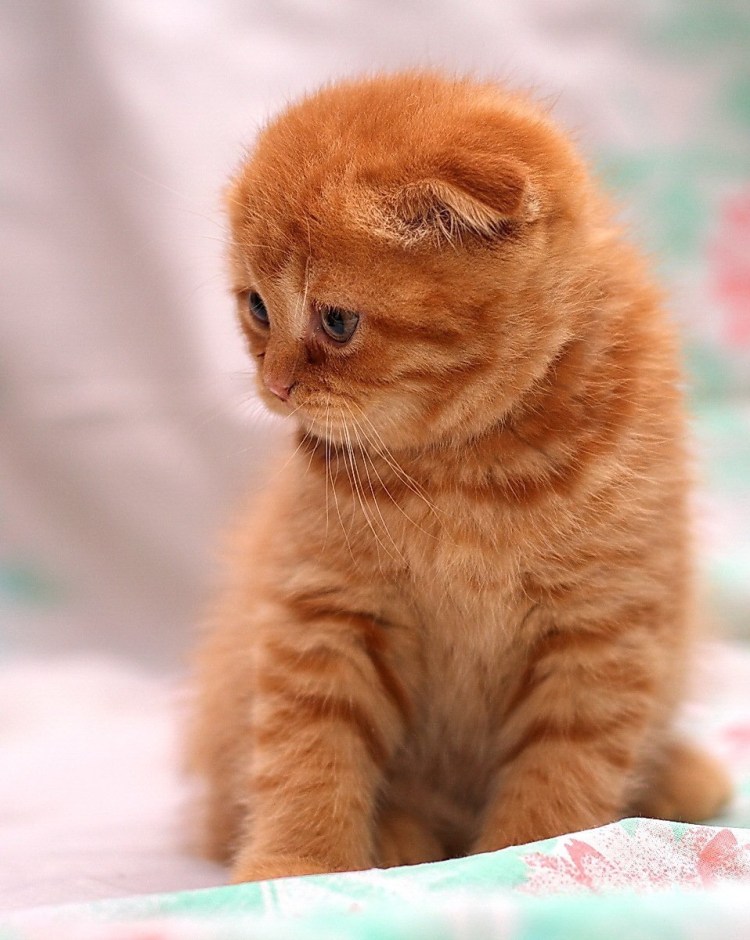 Скоттиш хайленд фолд рыжий