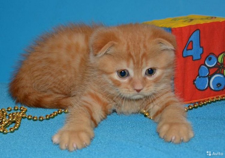 Скоттиш фолд рыжий