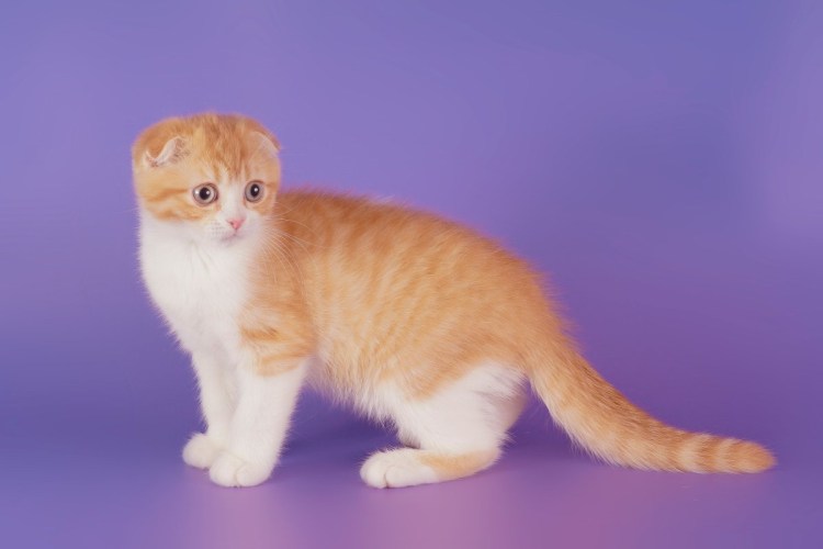 Шотландская вислоухая кошка рыжая