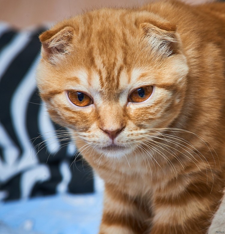 Шотландская вислоухая кошка рыжая
