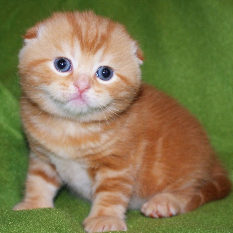 Рыжий вислоухий кот