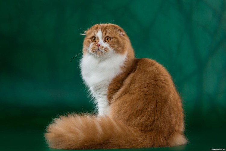 Скоттиш фолд рыжий
