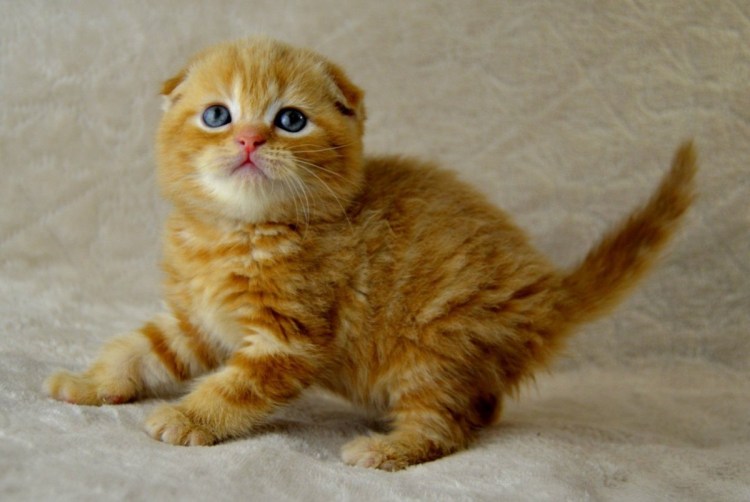 Шотландский вислоухий кот рыжий