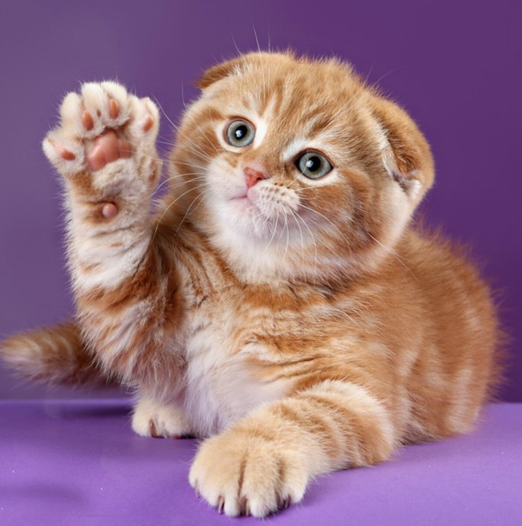 Шотландская вислоухая рыжая