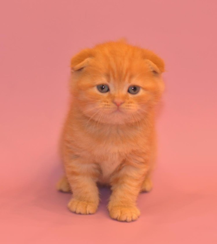 Скоттиш страйт красный мрамор