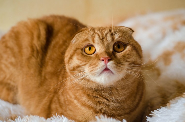 Скоттиш фолд рыжий