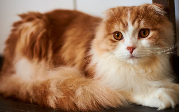 Шотландская вислоухая кошка рыжая