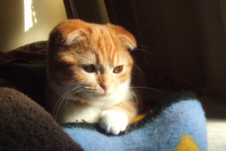 Вислоухие котята шотландцы рыжие